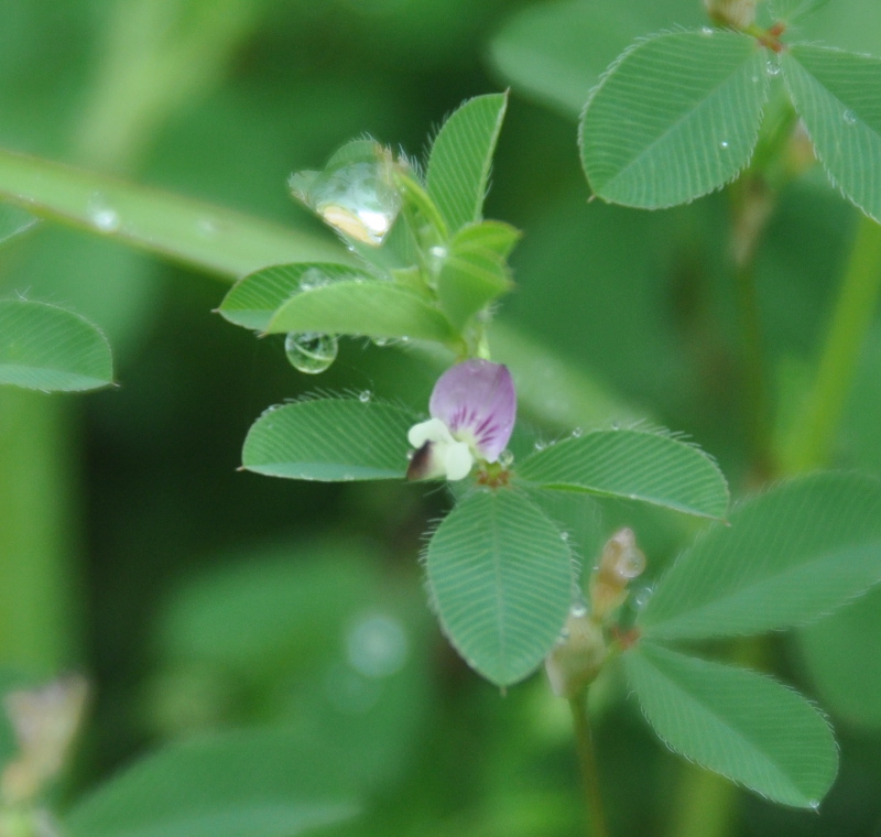 Изображение особи Kummerowia stipulacea.