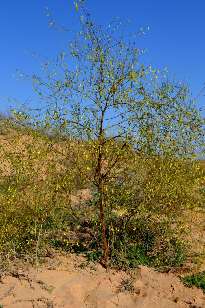 Изображение особи Melilotus polonicus.