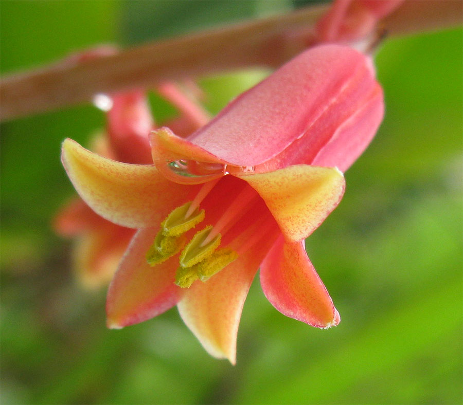 Изображение особи Hesperaloe parviflora.