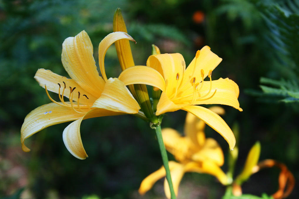 Image of Hemerocallis esculenta specimen.