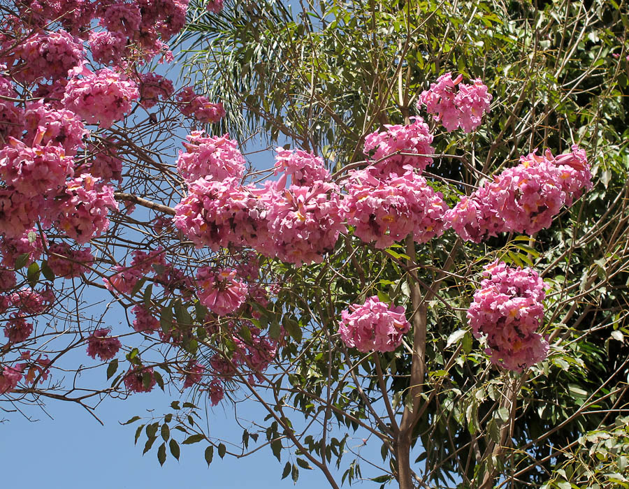 Изображение особи Tabebuia impetiginosa.