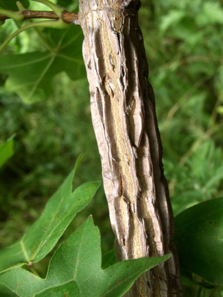 Image of Acer campestre specimen.