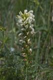 Pedicularis sibirica