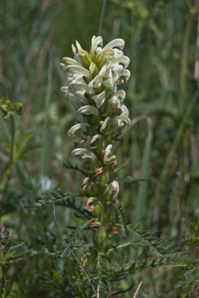 Image of Pedicularis sibirica specimen.