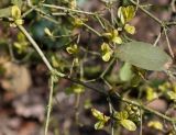 Ligustrum obtusifolium var. regelianum