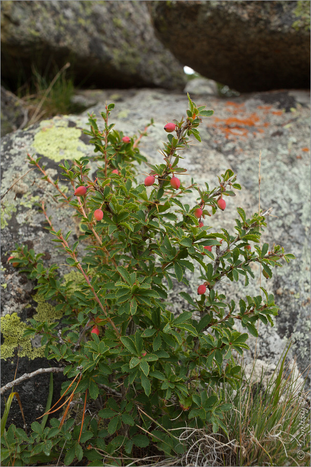 Image of Berberis sibirica specimen.