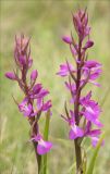 Anacamptis laxiflora подвид dielsiana. Соцветия. Черноморское побережье Кавказа, окрестности Суджукской лагуны. 13 мая 2013 г.