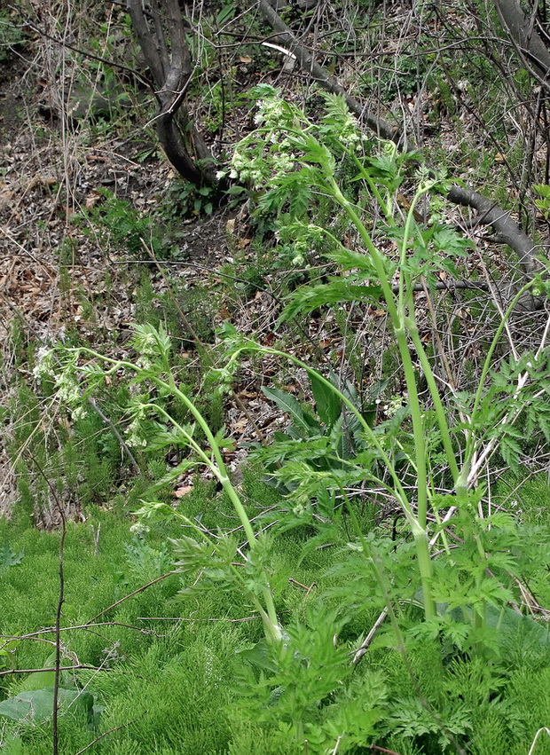 Изображение особи Anthriscus sylvestris.