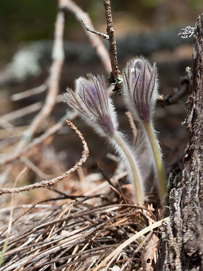 Image of Pulsatilla patens specimen.