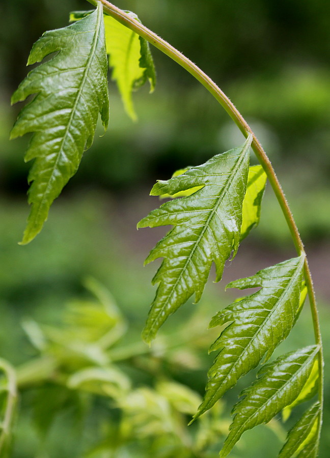 Image of Koelreuteria paniculata specimen.