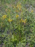 Crepis praemorsa