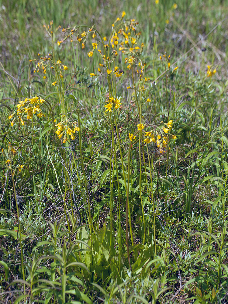 Image of Crepis praemorsa specimen.