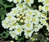 Spiraea