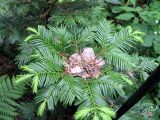 Cephalotaxus harringtonia var. drupacea