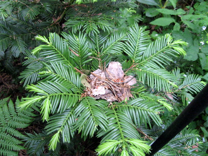 Image of Cephalotaxus harringtonia var. drupacea specimen.