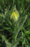 Helichrysum graveolens