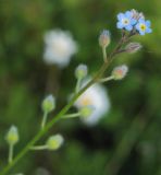 Myosotis arvensis