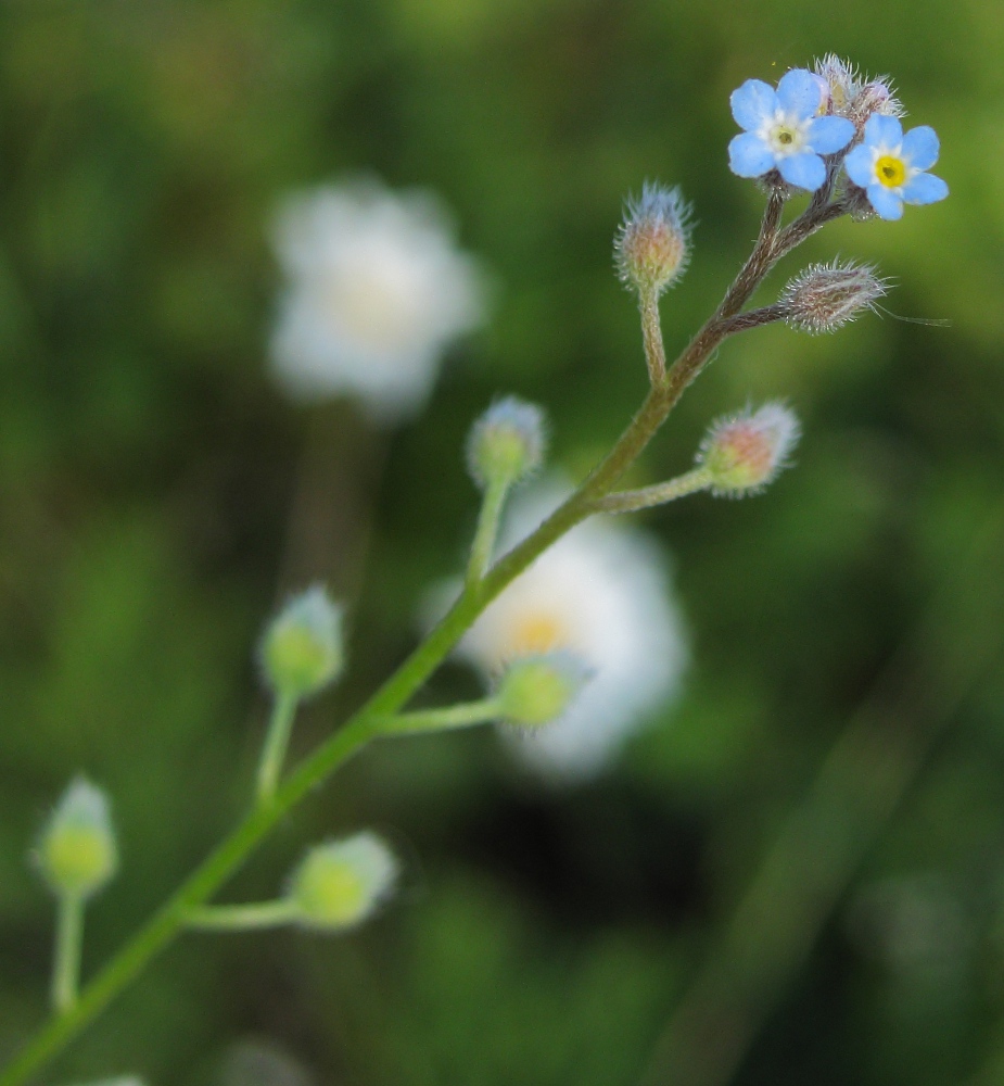 Image of Myosotis arvensis specimen.