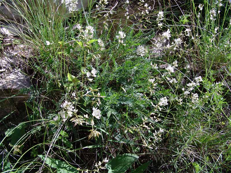 Изображение особи Oxytropis dasypoda.