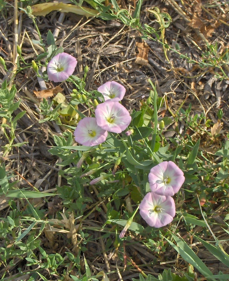 Изображение особи Convolvulus arvensis.