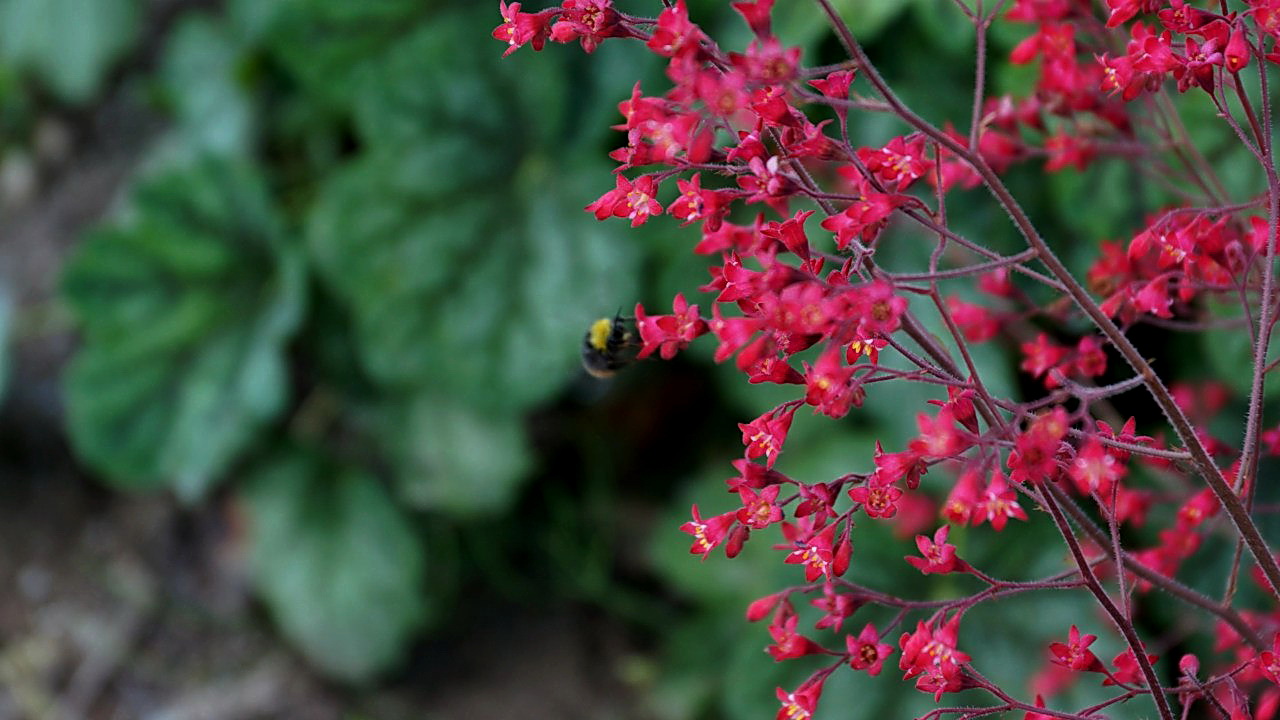 Изображение особи Heuchera sanguinea.