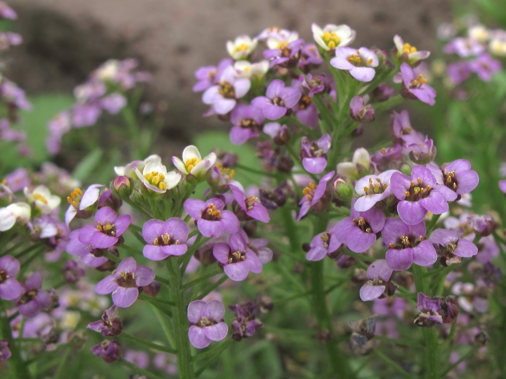 Image of Lobularia maritima specimen.