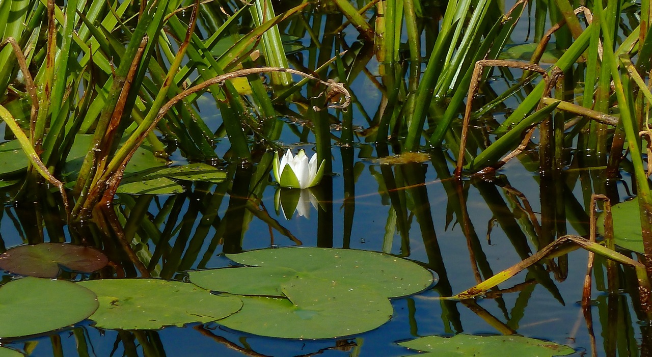 Image of Nymphaea candida specimen.