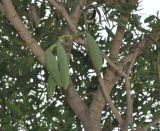 Tabebuia caraiba. Ветви и плоды. Таиланд, пров. Сураттхани, о-в Тао. 25.06.2013.
