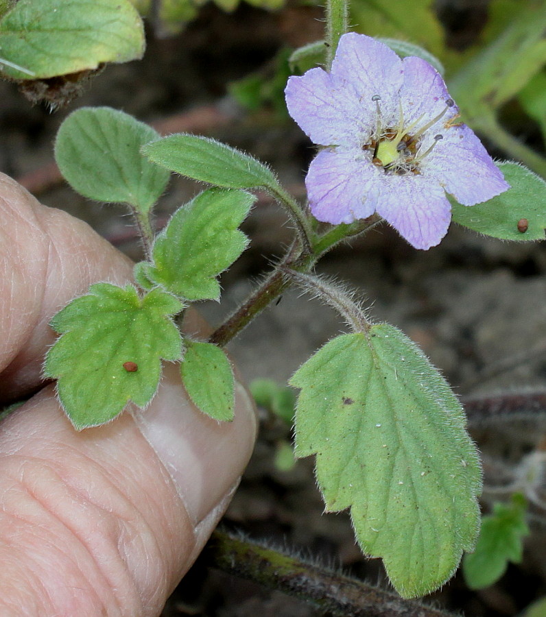 Изображение особи Phacelia bolanderi.