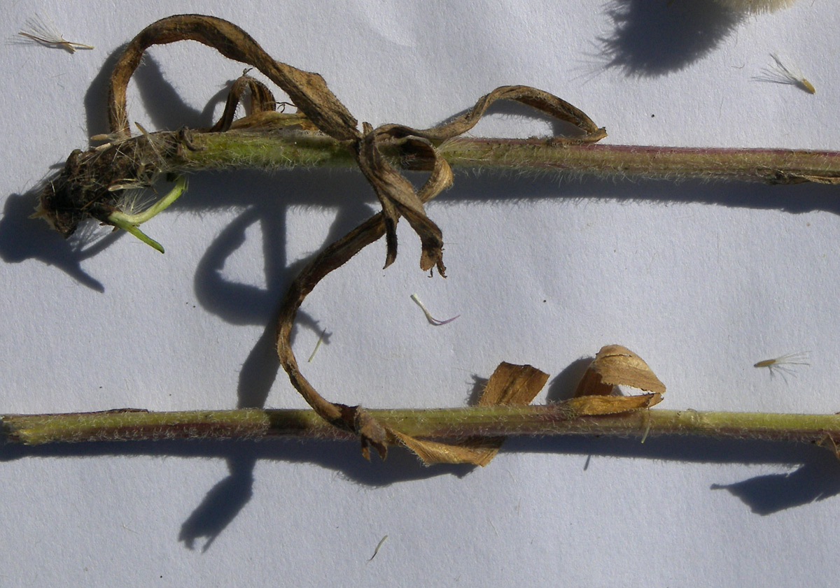 Image of Erigeron acris ssp. botschantzevii specimen.