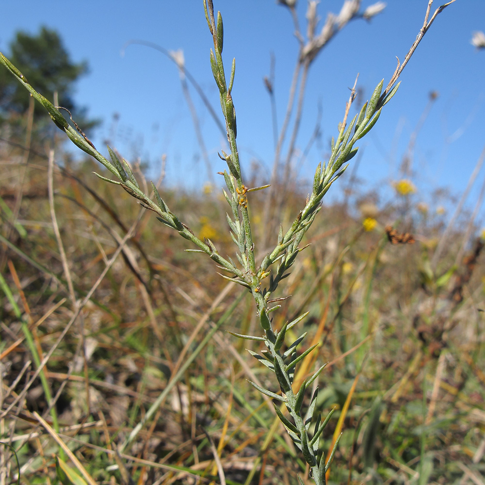 Image of Linum squamulosum specimen.