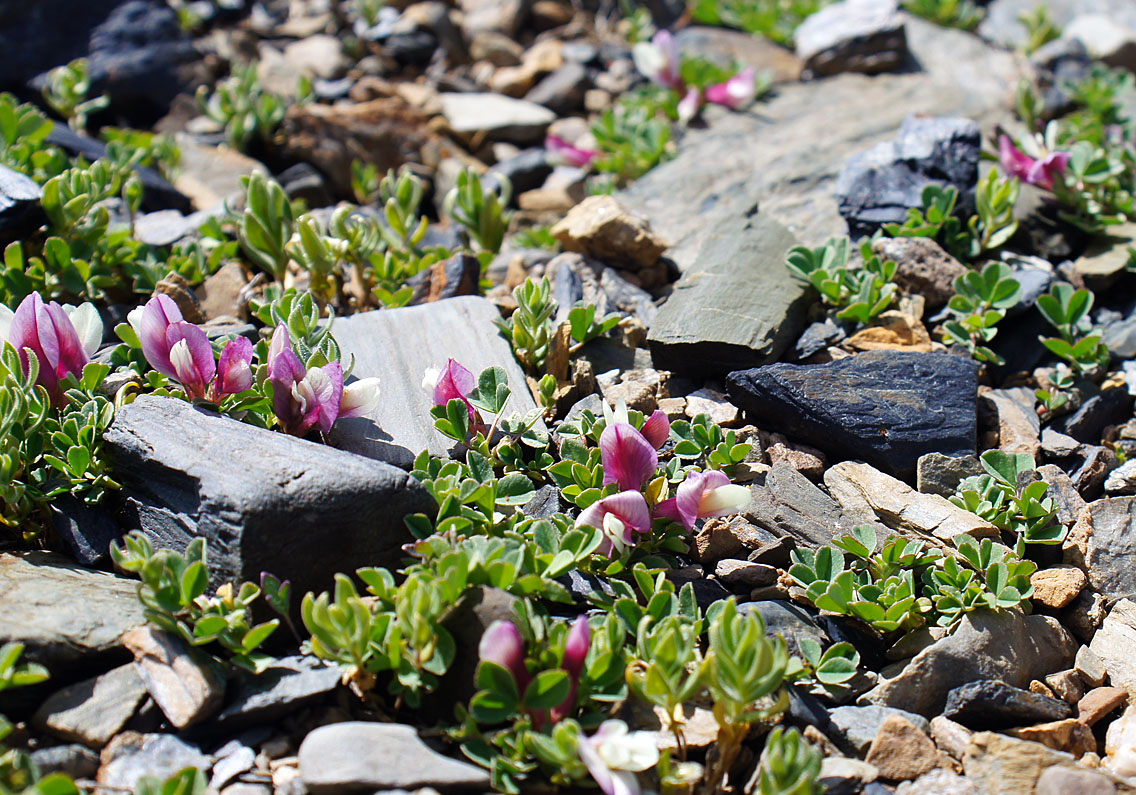 Image of Trifolium eximium specimen.