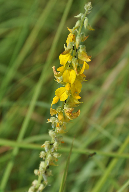 Image of Crotalaria pallida specimen.