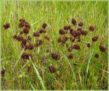 Trifolium pratense