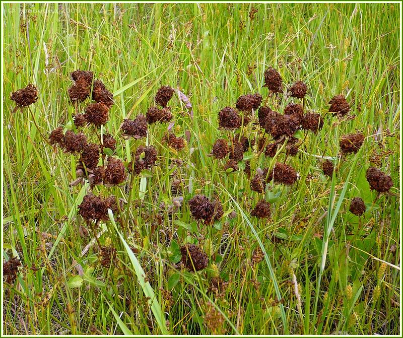 Изображение особи Trifolium pratense.