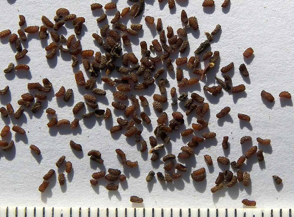 Image of Scrophularia rupestris specimen.