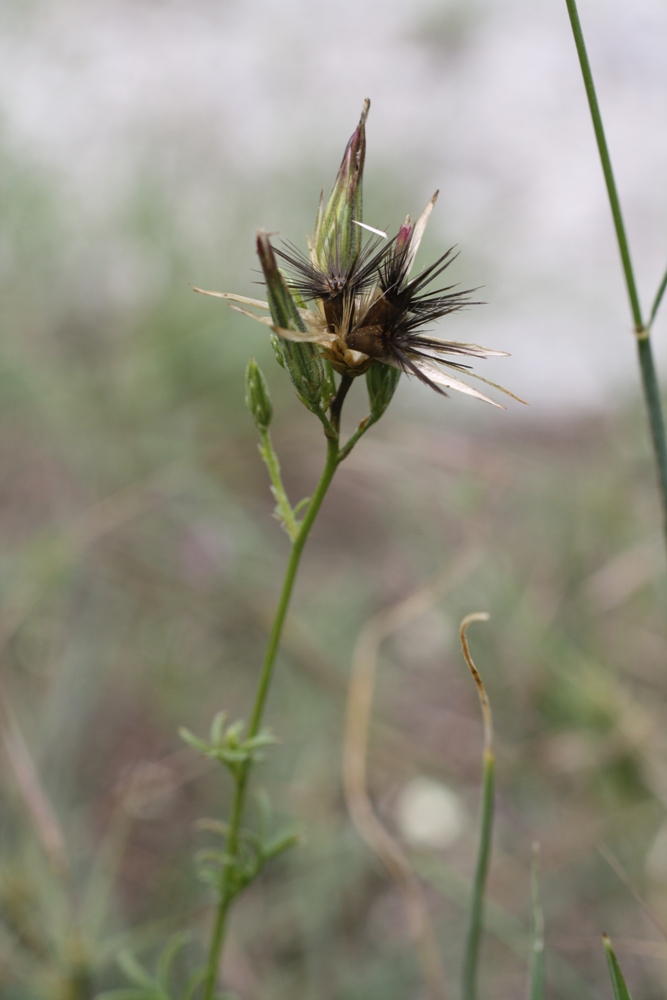 Изображение особи Crupina vulgaris.
