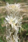 Asphodeline taurica