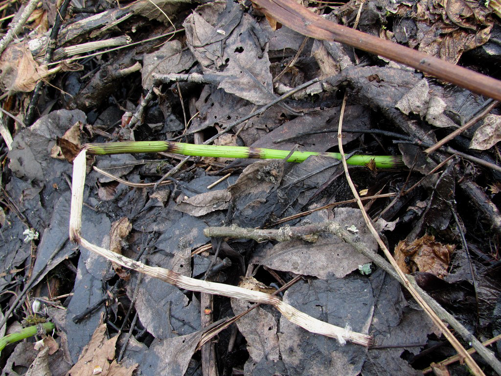 Image of Equisetum fluviatile specimen.