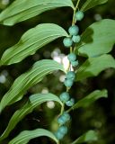 Polygonatum multiflorum