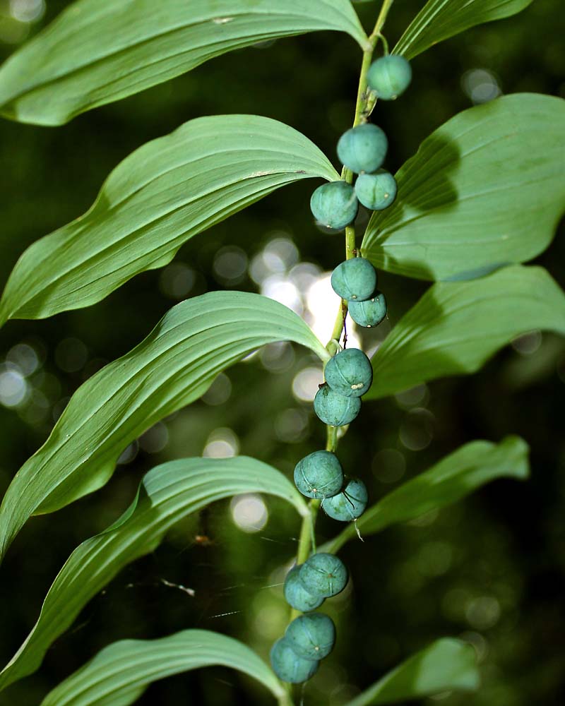 Изображение особи Polygonatum multiflorum.