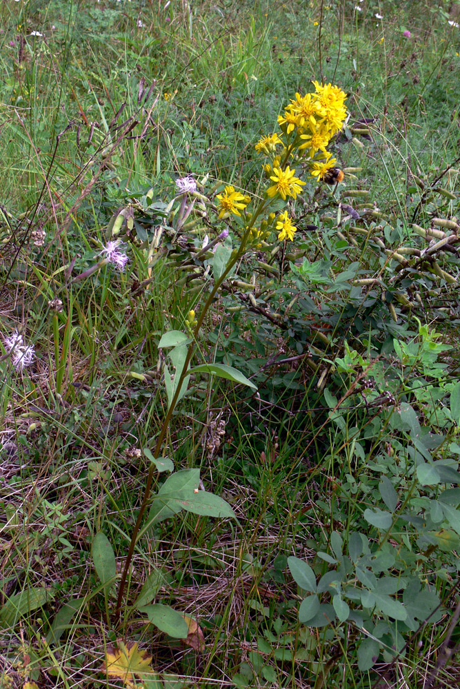 Изображение особи Solidago virgaurea.