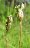 Campanula altaica. Плоды. Томская обл., окр. г. Томск, опушка сосново-березового леса. 05.07.2009.