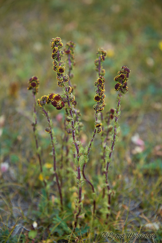 Изображение особи Artemisia rupestris.