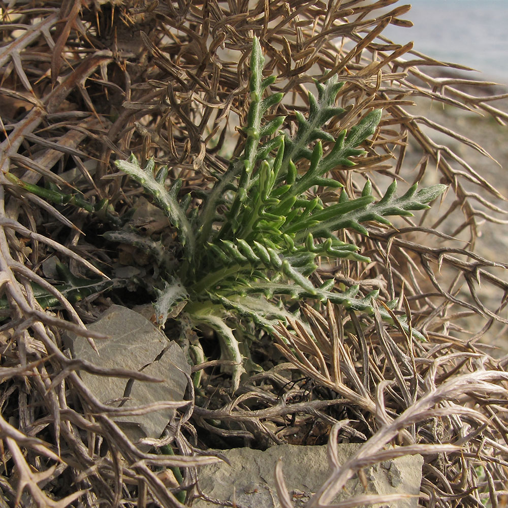 Image of Lamyra echinocephala specimen.