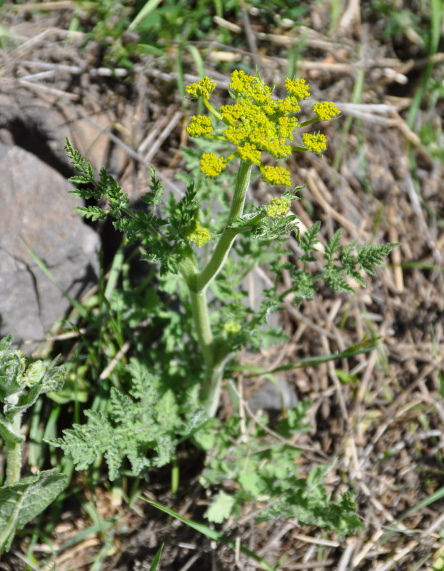 Image of Pastinaca pimpinellifolia specimen.