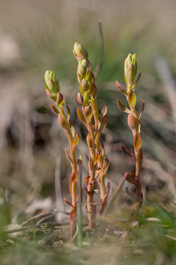 Image of genus Euphorbia specimen.