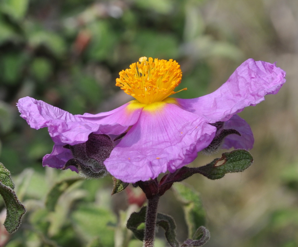 Image of Cistus creticus specimen.