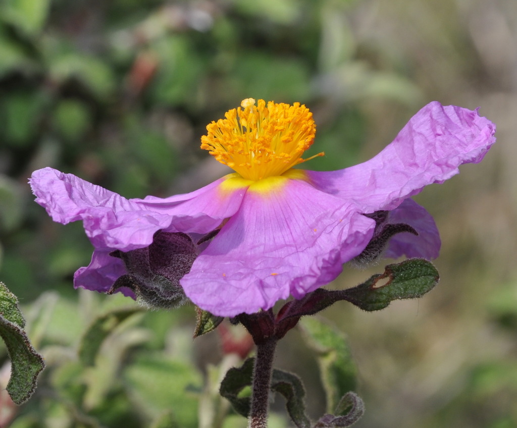 Изображение особи Cistus creticus.