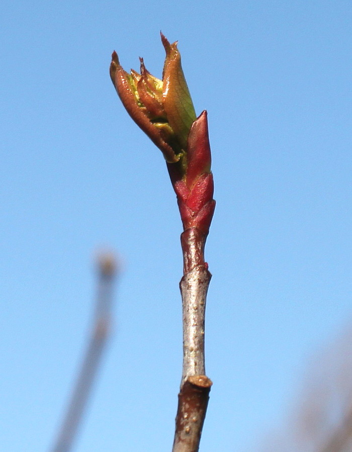 Image of Aronia arbutifolia specimen.